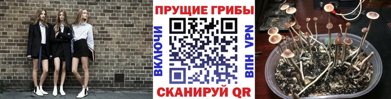 Псилоцибиновые грибы ЛСД  Ростов 